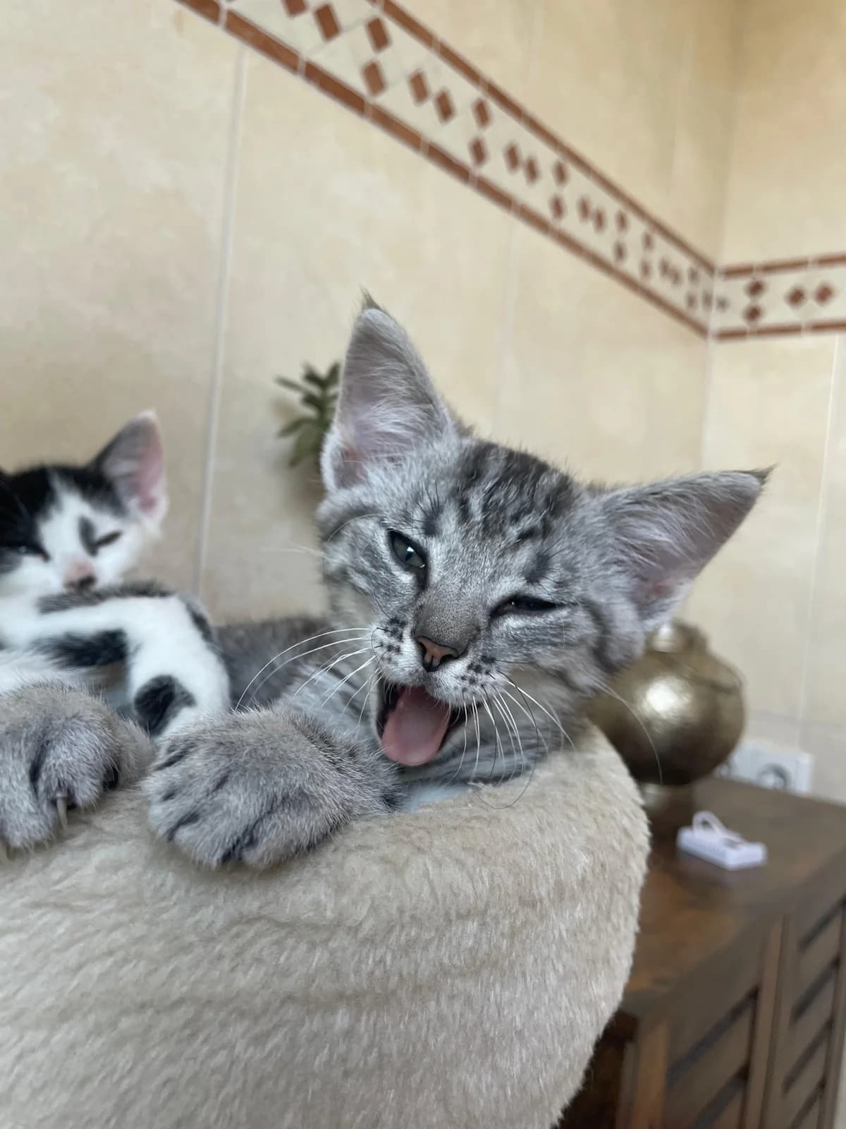 Bob & Bibo, male Mixed Breed for adoption at Julias Tierheim Ahaus