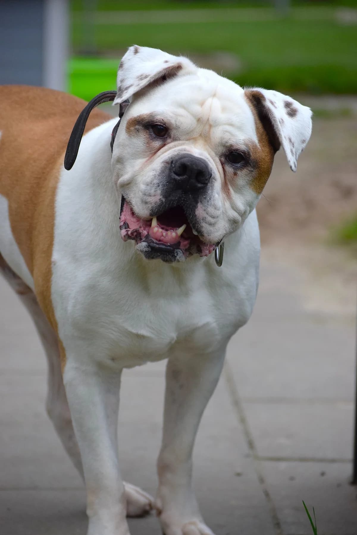 Butch, male senior Mixed Breed for adoption at Julias Tierheim Ahaus