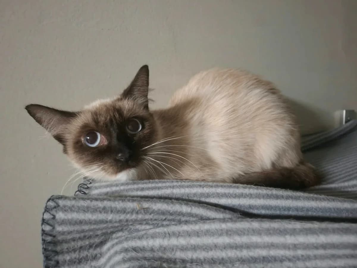 Cinderella, female senior Mixed Breed for adoption at Julias Tierheim Ahaus