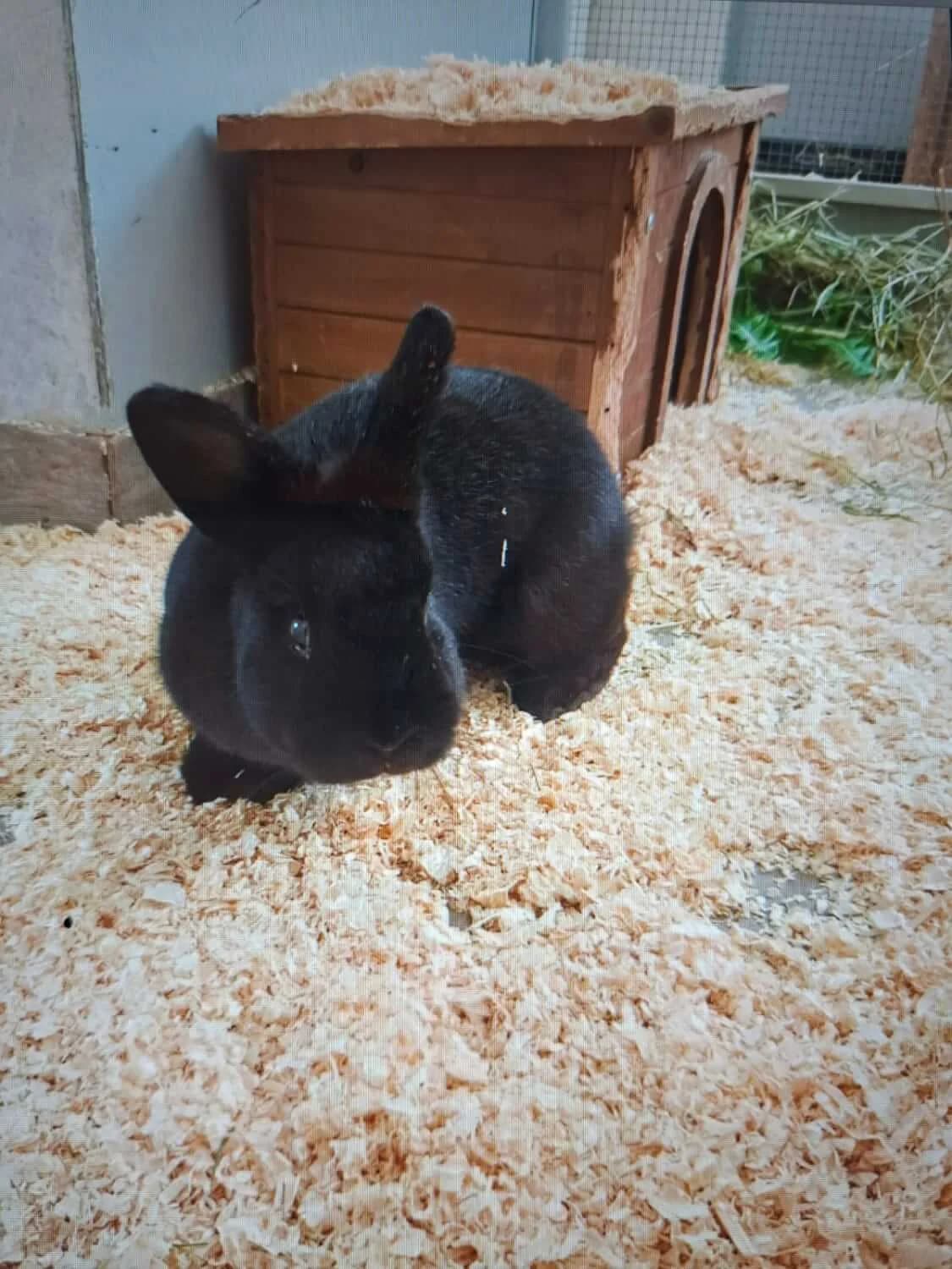 Clementine, female Mixed Breed for adoption at Julias Tierheim Ahaus