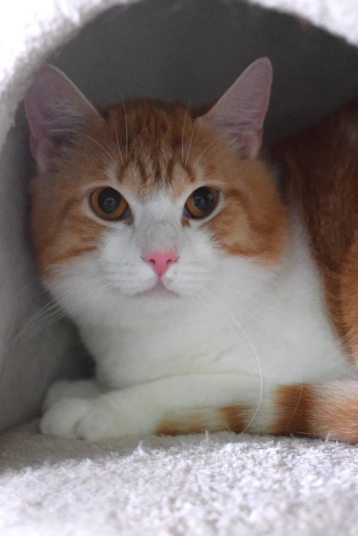 Ferdinand, male senior Mixed Breed for adoption at Julias Tierheim Ahaus