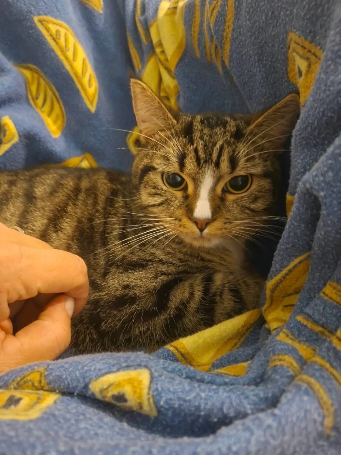 Fred, male Mixed Breed for adoption at Julias Tierheim Ahaus