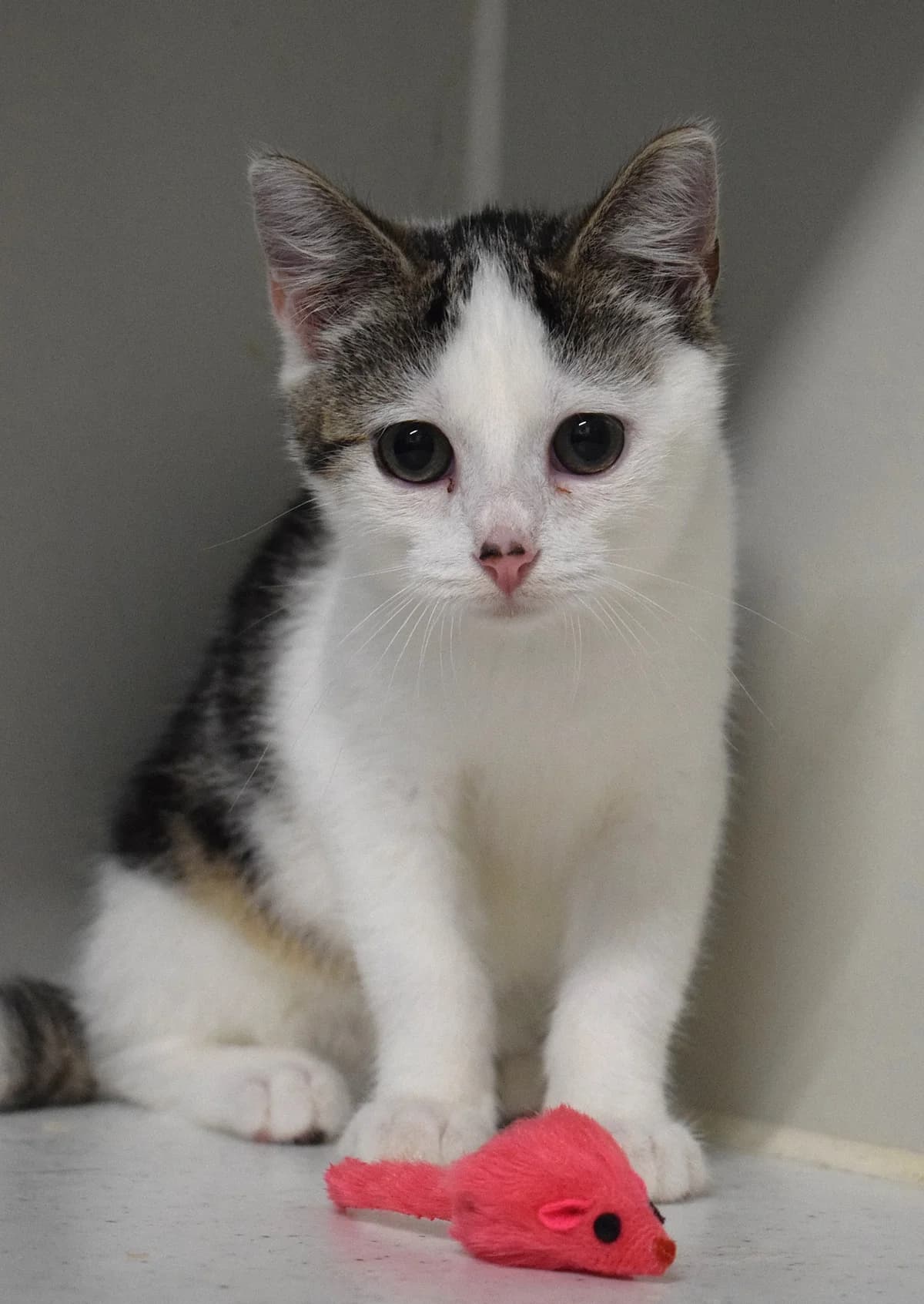 Gianna, female senior Mixed Breed for adoption at Julias Tierheim Ahaus