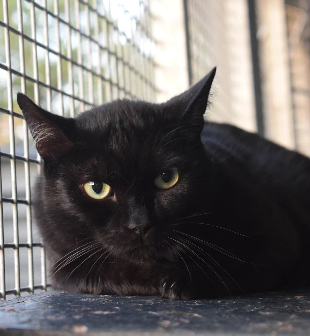 Gina & Blacky, female senior Mixed Breed for adoption at Julias Tierheim Ahaus