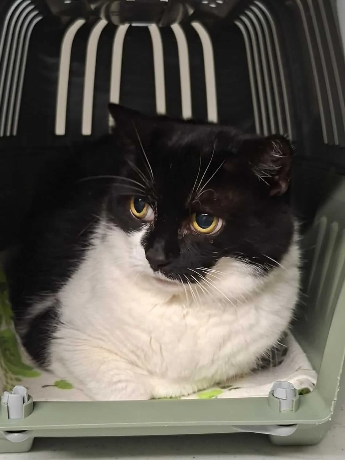 Gitta – Wohnungshaltung, female senior Mixed Breed for adoption at Julias Tierheim Ahaus