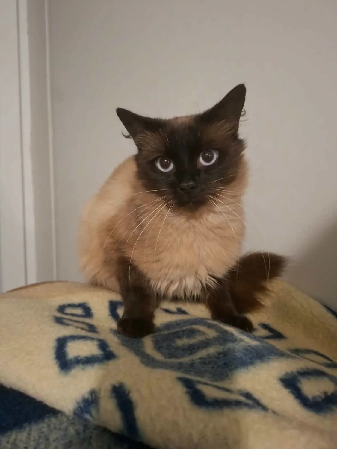 Houdini, male senior Mixed Breed for adoption at Julias Tierheim Ahaus