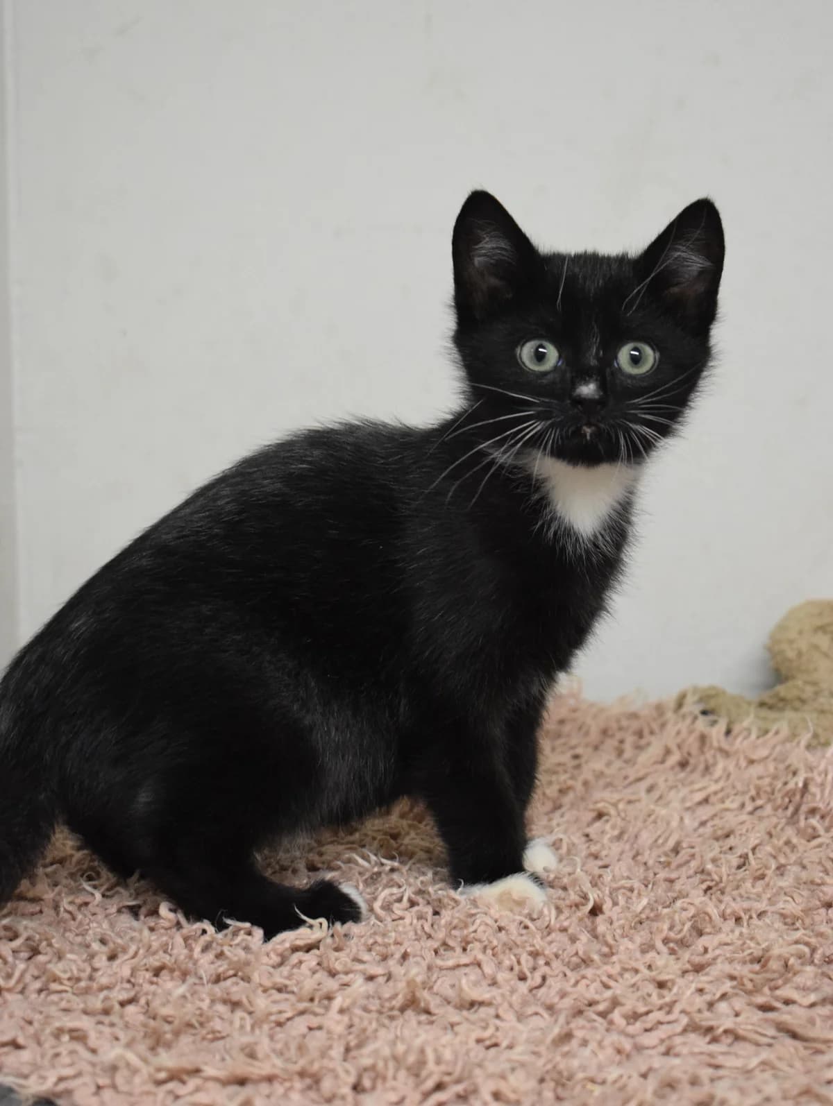 Jenny, female senior Mixed Breed for adoption at Julias Tierheim Ahaus