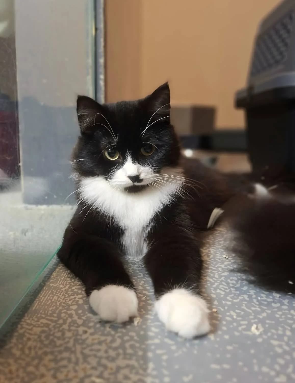 Jessy & Julchen, female Mixed Breed for adoption at Julias Tierheim Ahaus