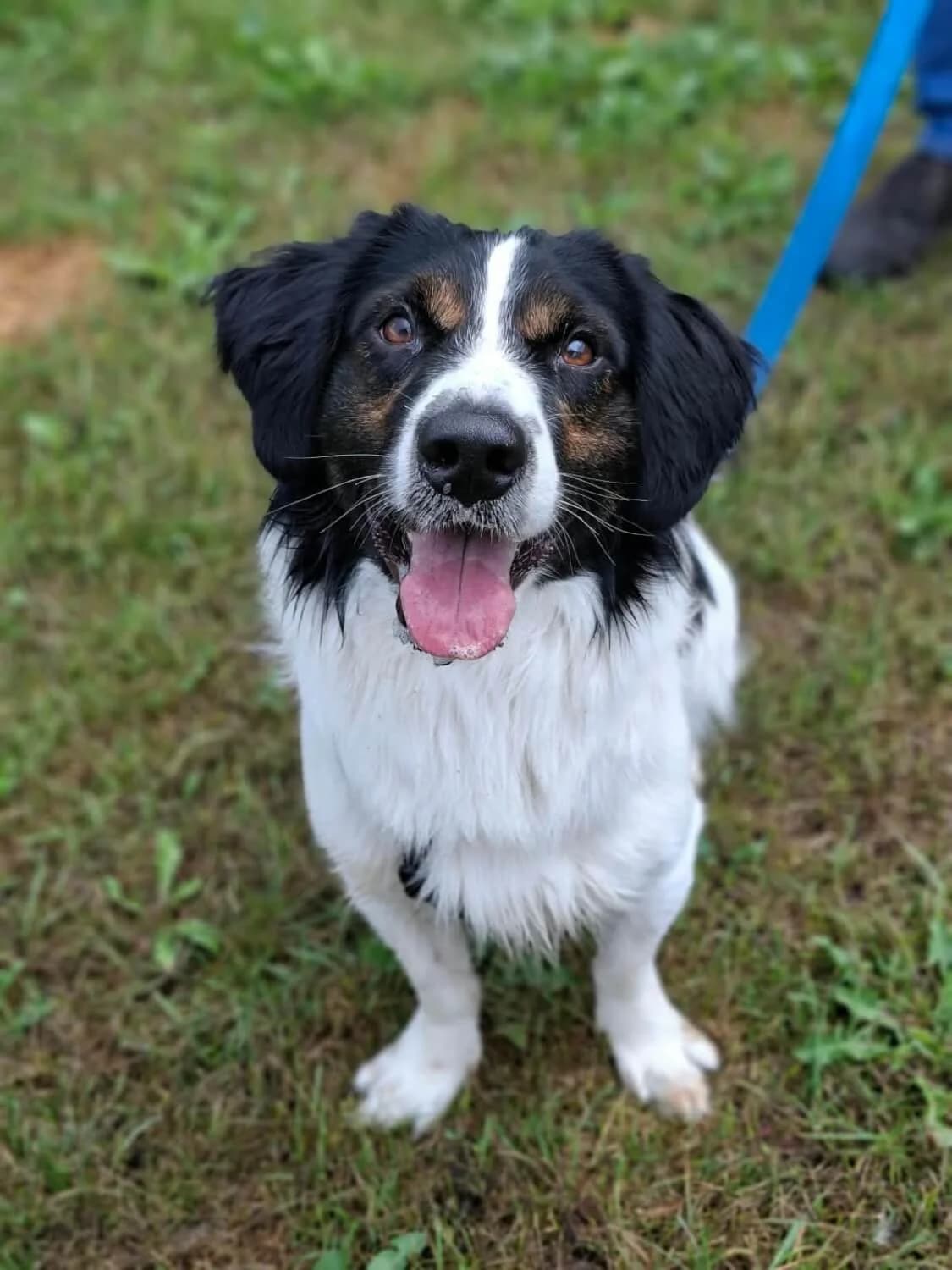 Joschi, male senior Mixed Breed for adoption at Julias Tierheim Ahaus