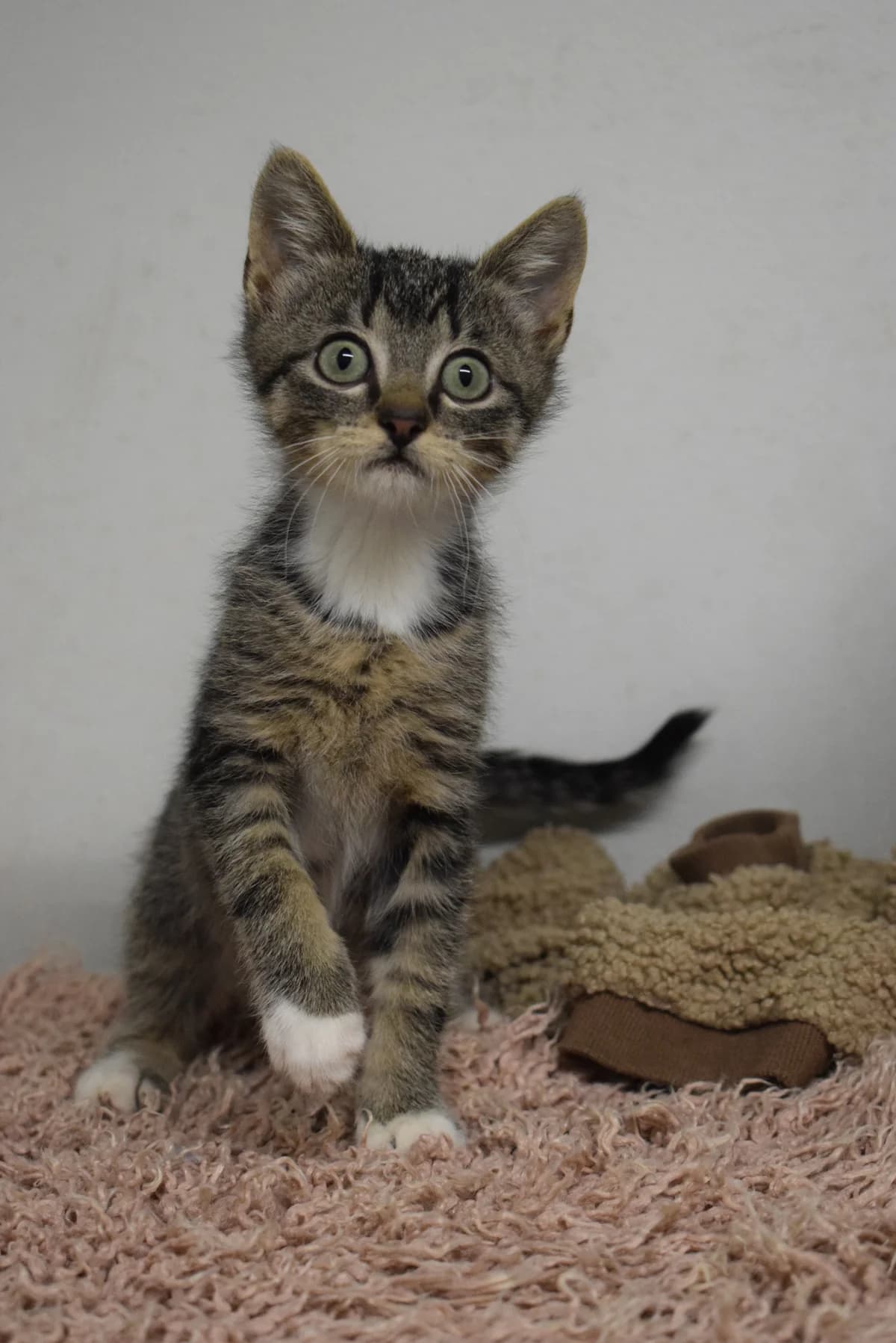 Joschi, male senior Mixed Breed for adoption at Julias Tierheim Ahaus