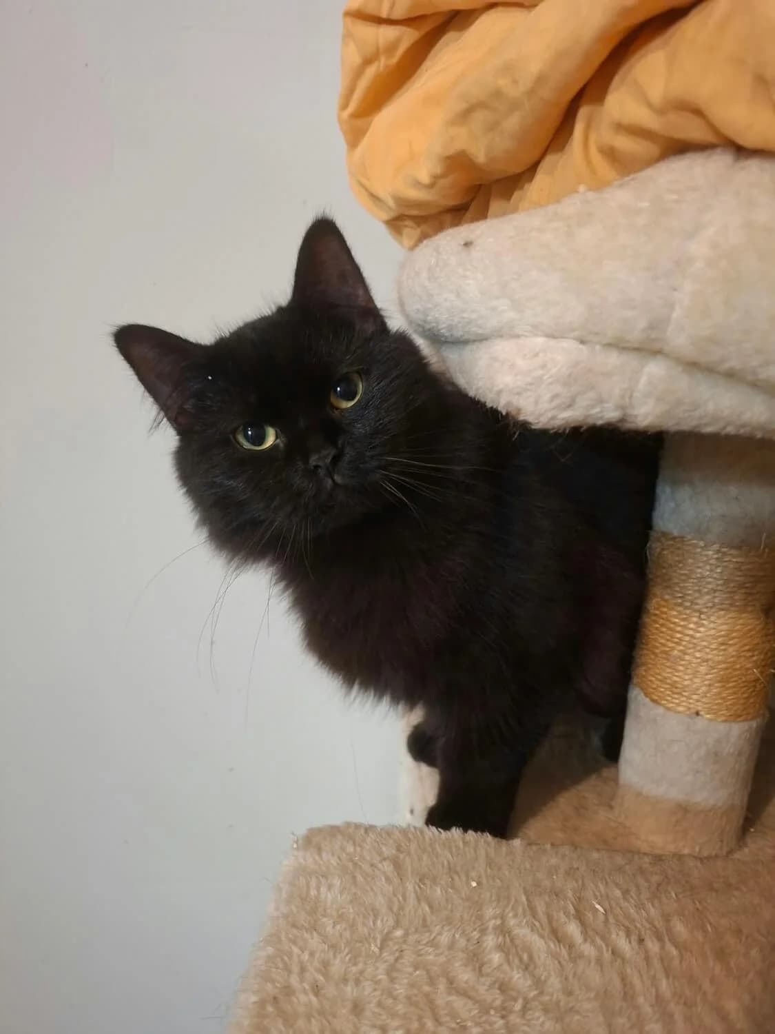 Julchen & Jessy, female Mixed Breed for adoption at Julias Tierheim Ahaus