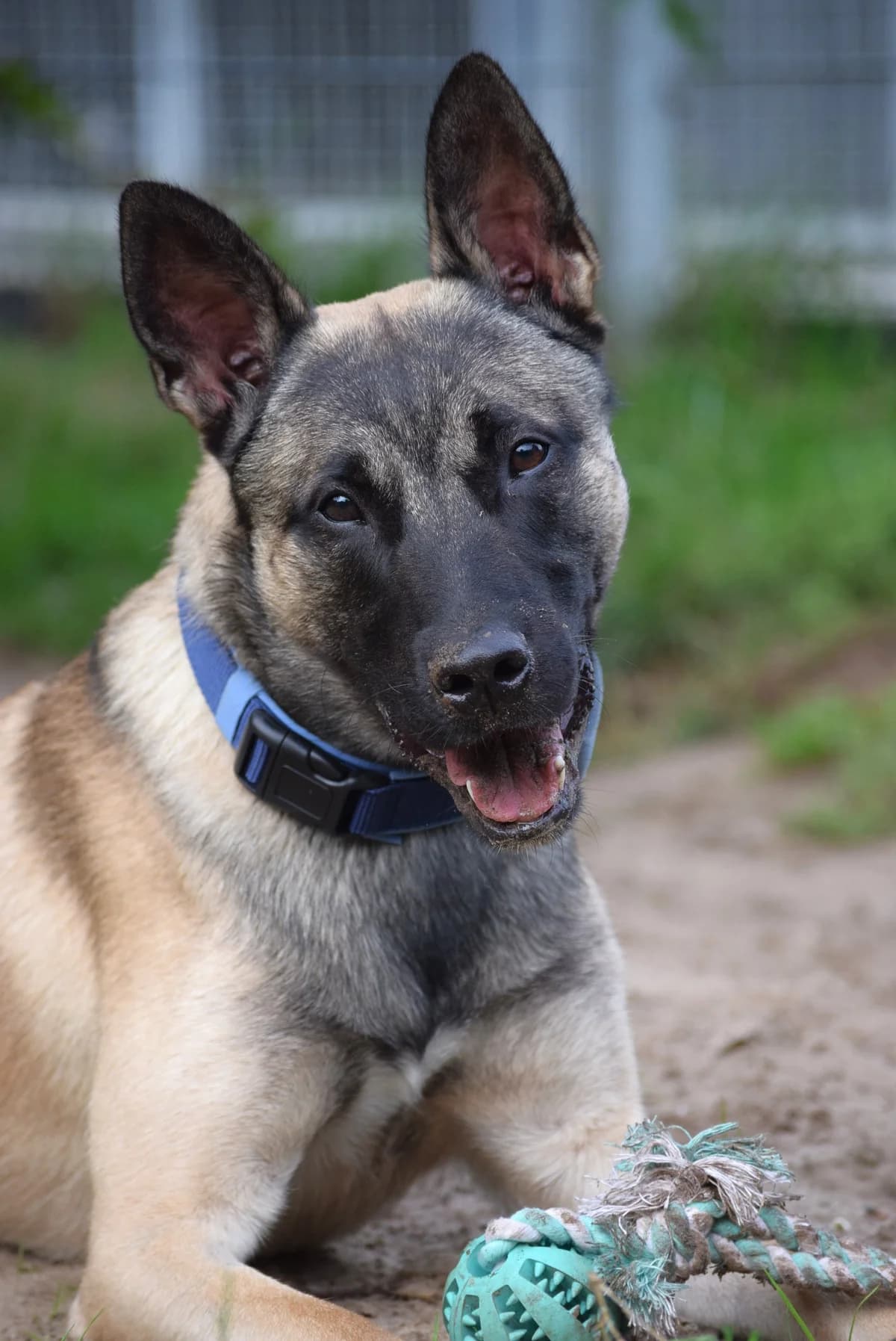 Kano, male Mixed Breed for adoption at Julias Tierheim Ahaus