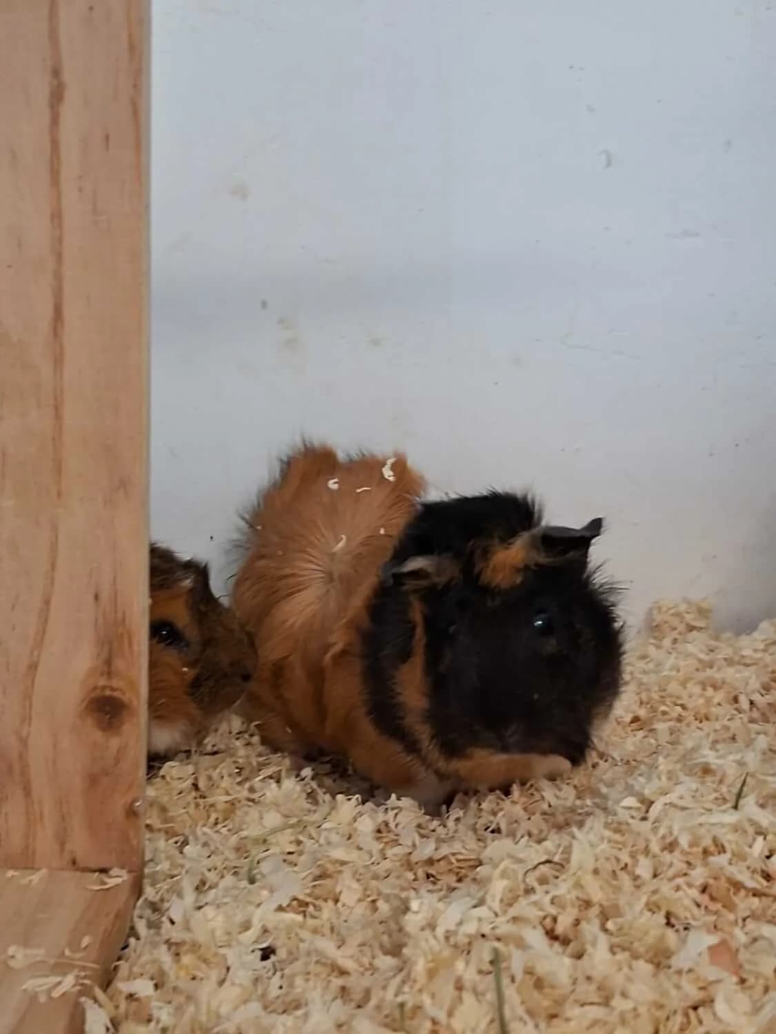 Karamell, female puppy Mixed Breed for adoption at Julias Tierheim Ahaus