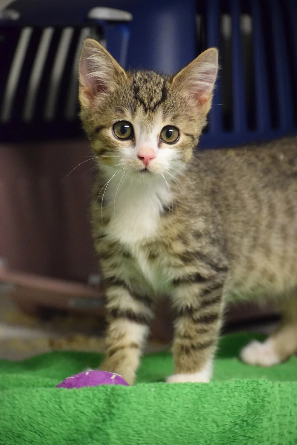 Kiano, male Mixed Breed for adoption at Julias Tierheim Ahaus