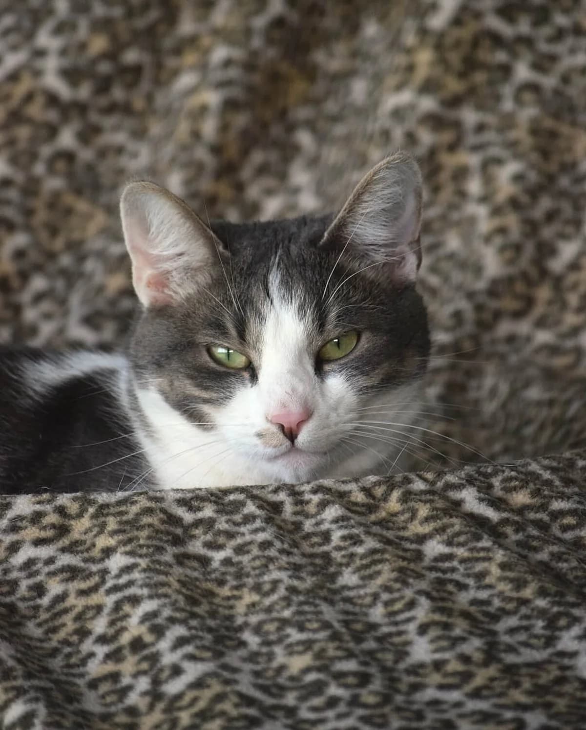 Kiwi, female senior Mixed Breed for adoption at Julias Tierheim Ahaus