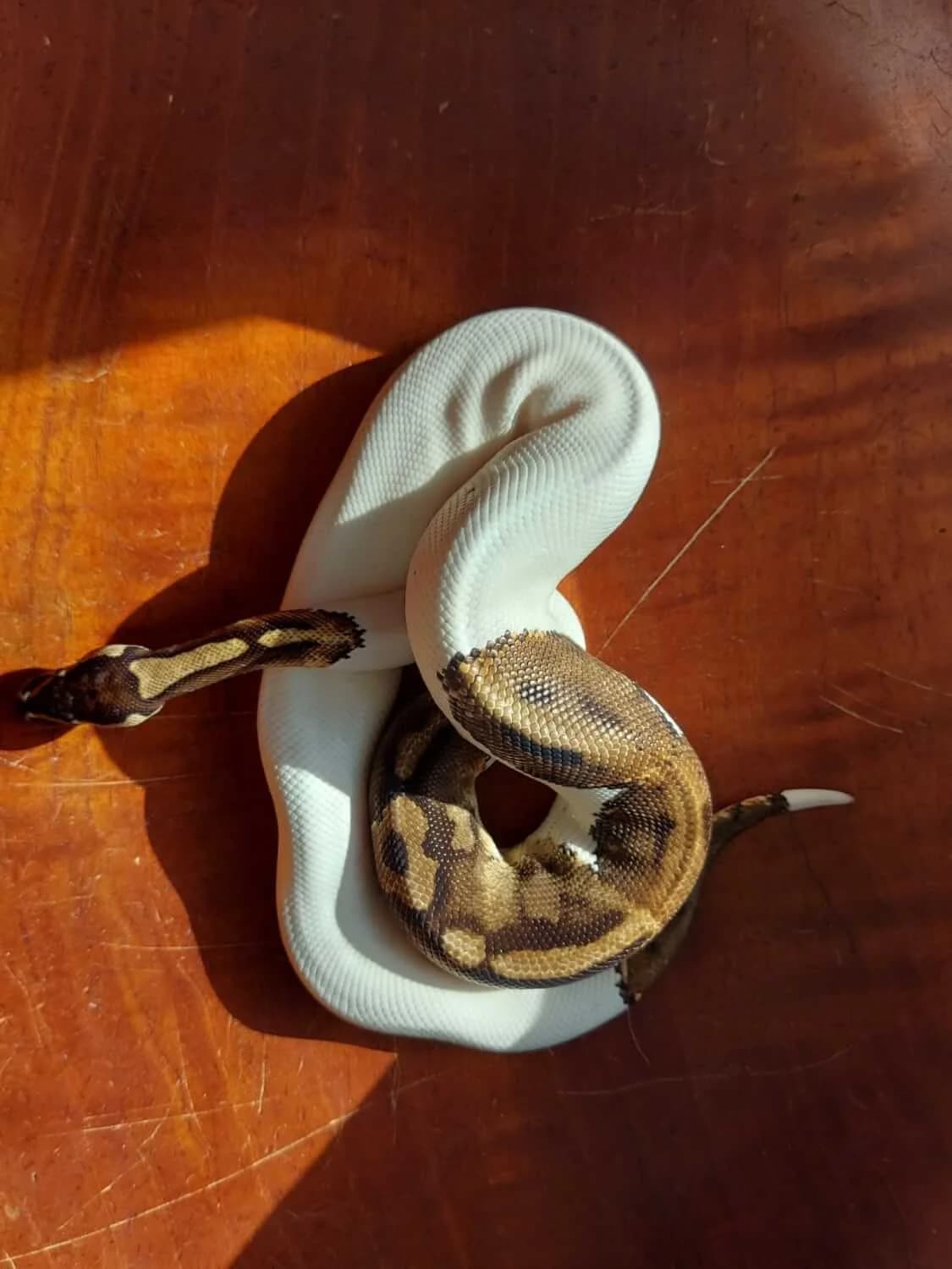 Königspython – Vermittlungshilfe, male Mixed Breed for adoption at Julias Tierheim Ahaus
