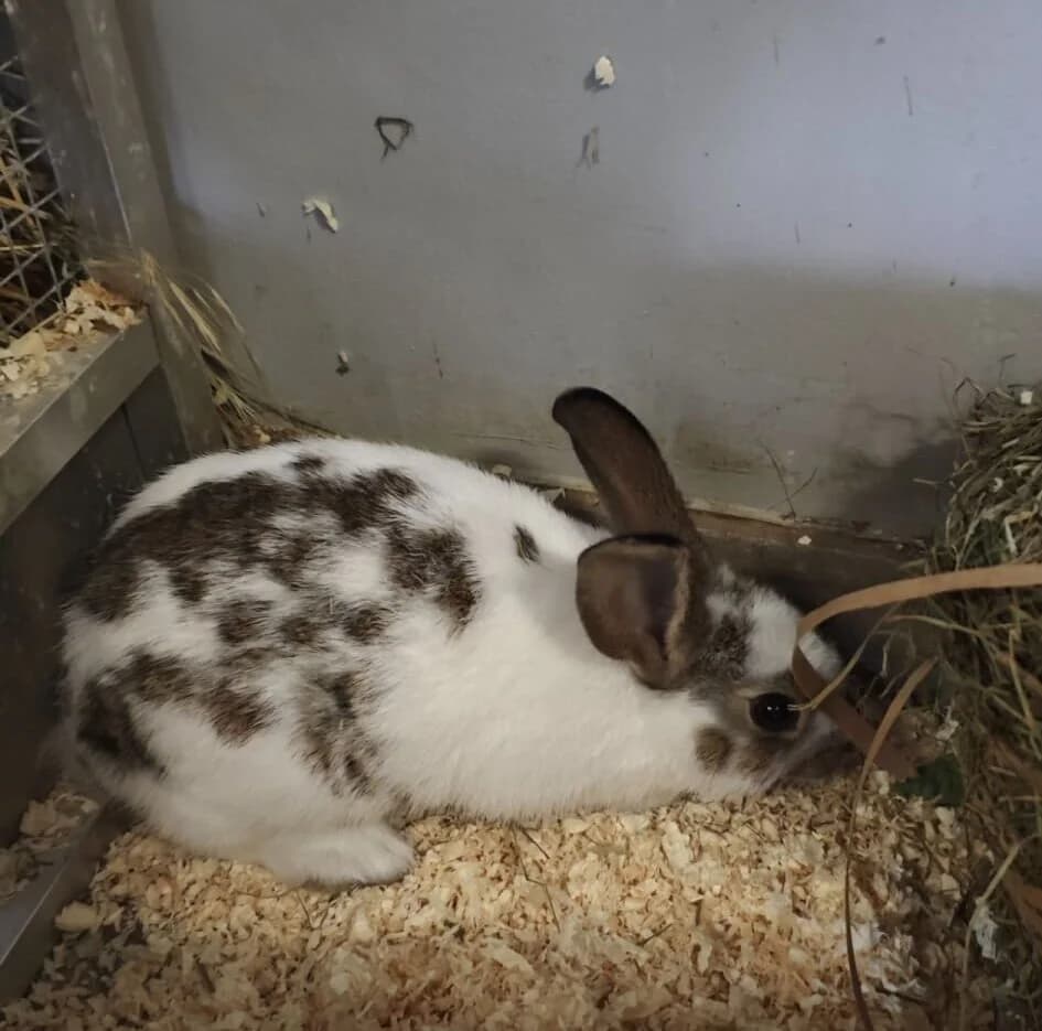 Lotti, female Mixed Breed for adoption at Julias Tierheim Ahaus