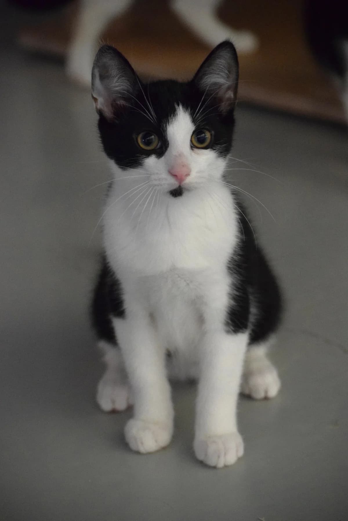 Louie, male puppy Mixed Breed for adoption at Julias Tierheim Ahaus