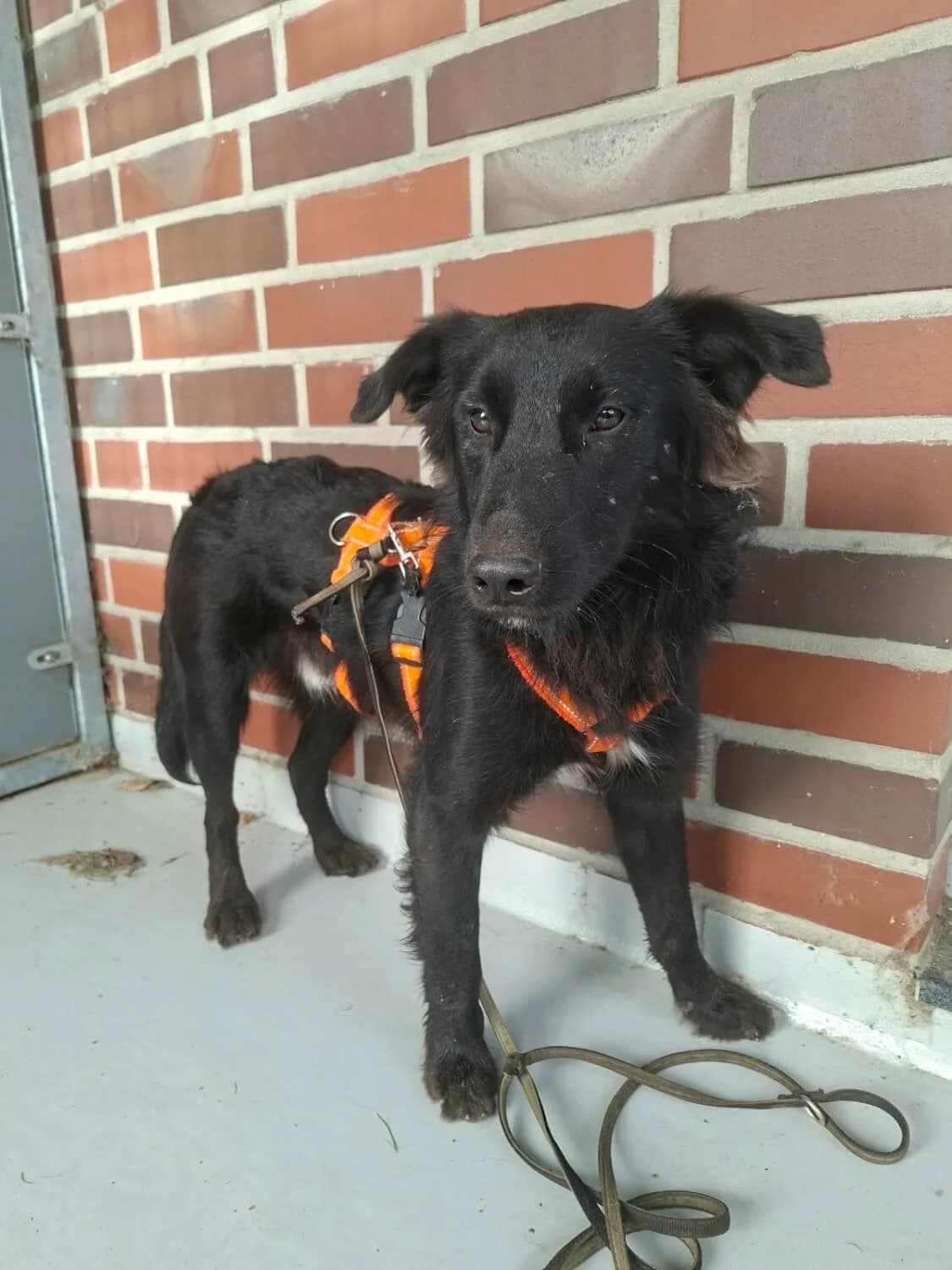 Mika, male senior Mixed Breed for adoption at Julias Tierheim Ahaus