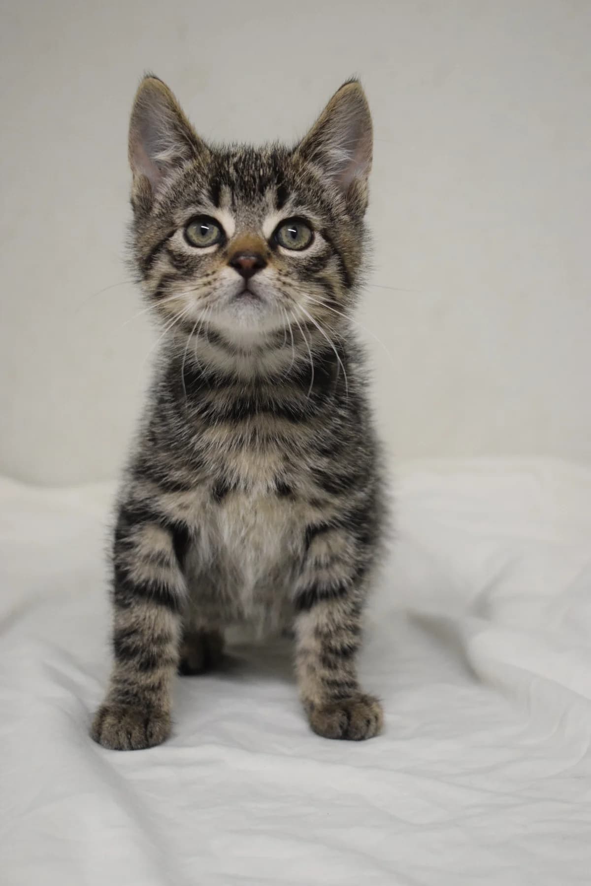Mila, female Mixed Breed for adoption at Julias Tierheim Ahaus