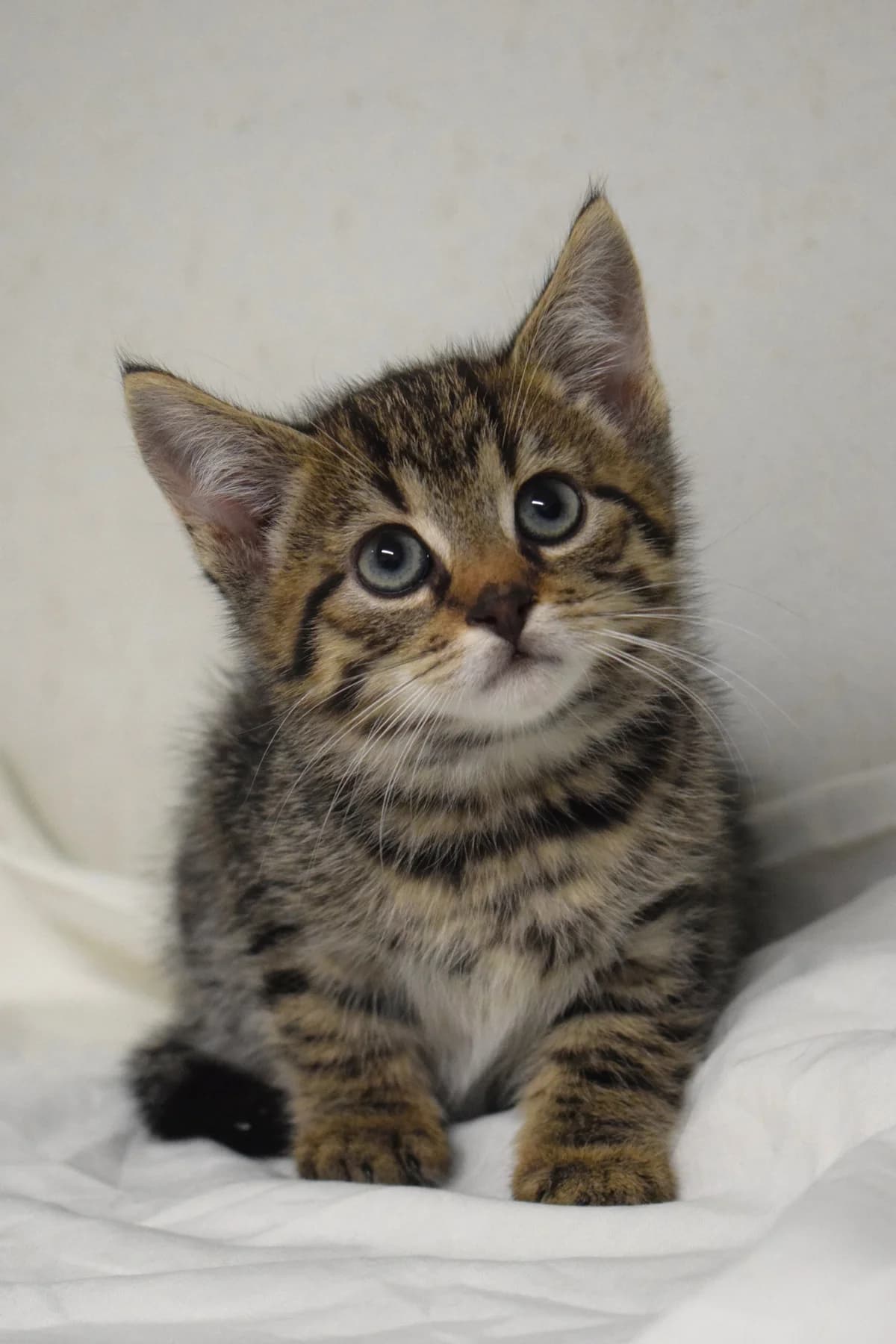 Milo, male Mixed Breed for adoption at Julias Tierheim Ahaus