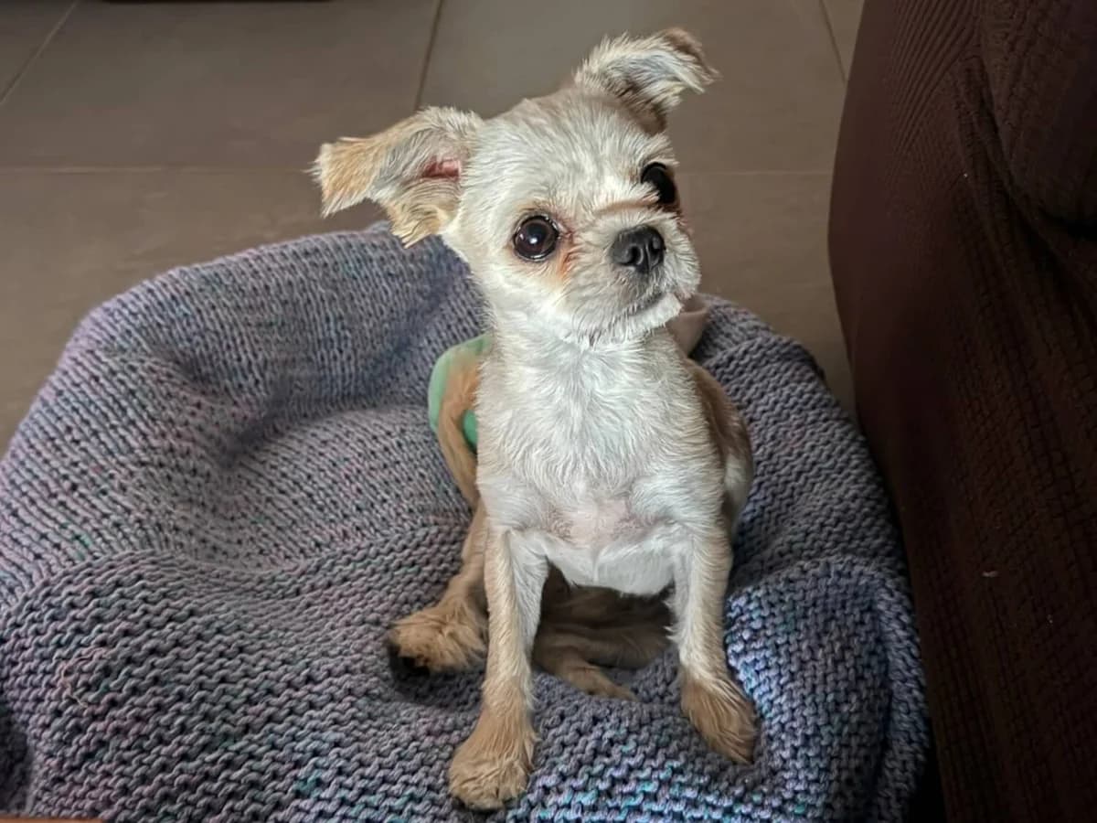 Mini-luna, female senior Mixed Breed for adoption at Julias Tierheim Ahaus