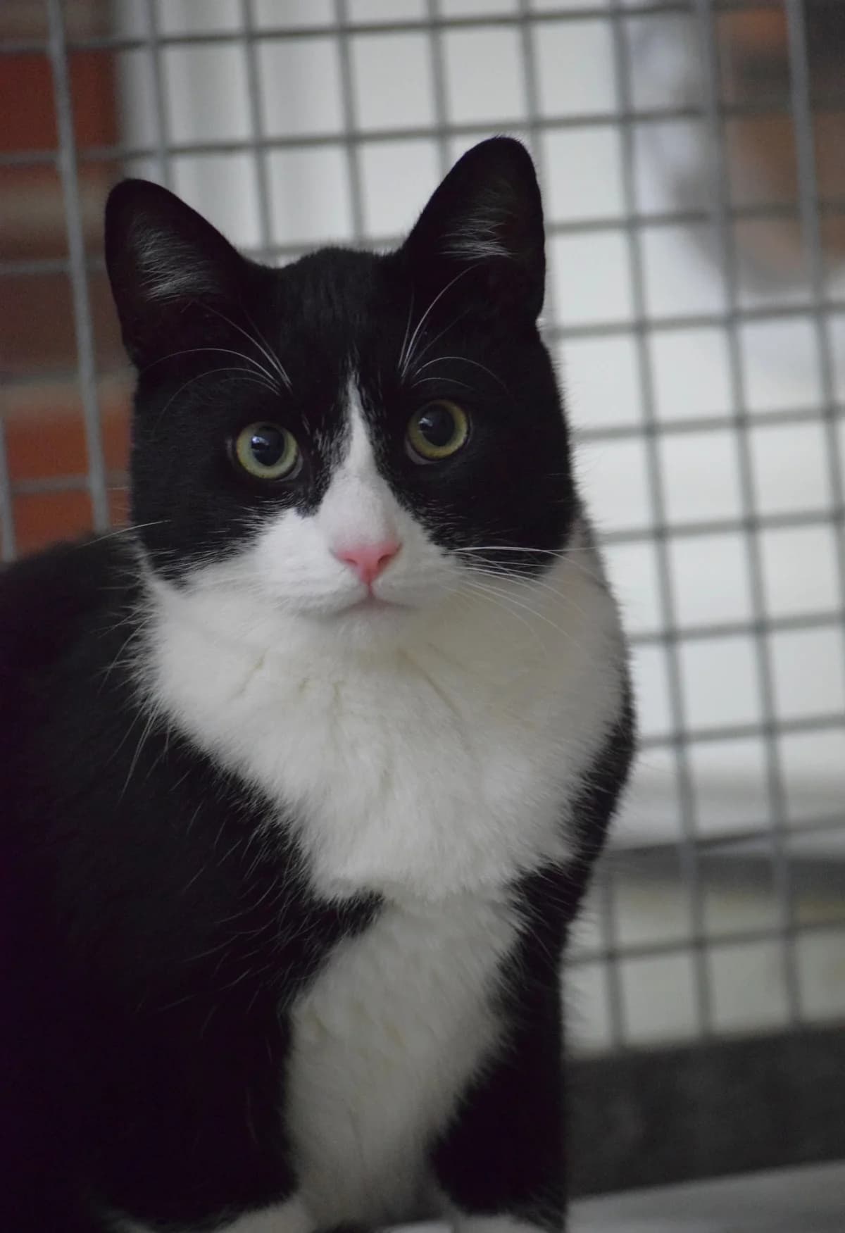 Momo, male senior Mixed Breed for adoption at Julias Tierheim Ahaus