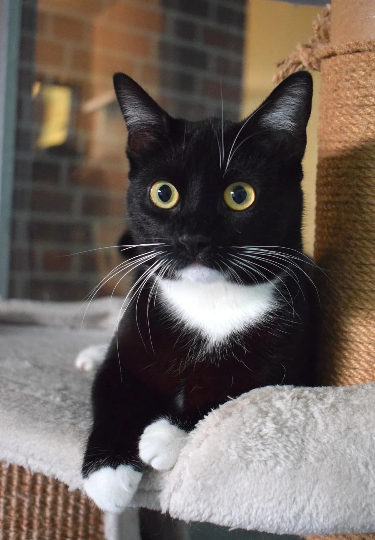 Morgana, female senior Mixed Breed for adoption at Julias Tierheim Ahaus