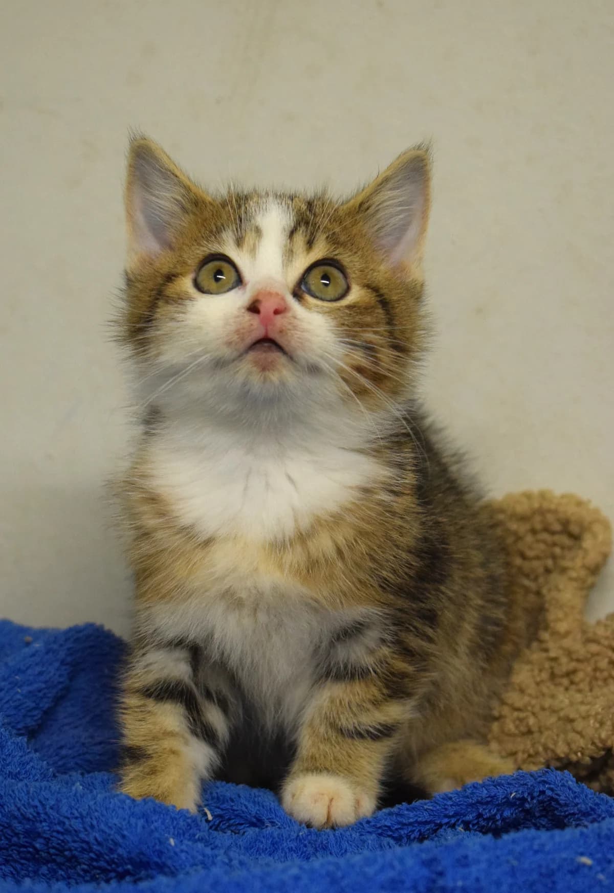 Naomi, female puppy Mixed Breed for adoption at Julias Tierheim Ahaus