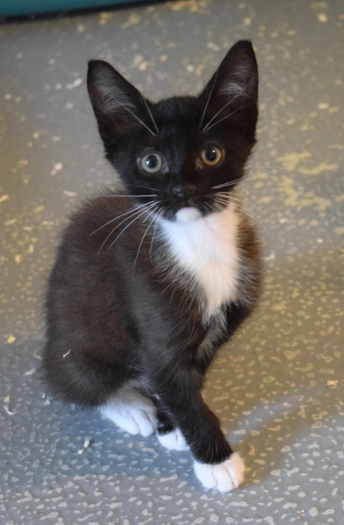 Napoleon, male senior Mixed Breed for adoption at Julias Tierheim Ahaus