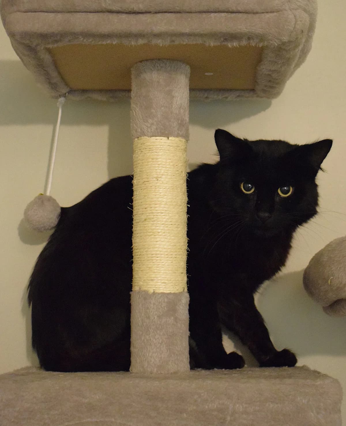 NEO, male senior Mixed Breed for adoption at Julias Tierheim Ahaus