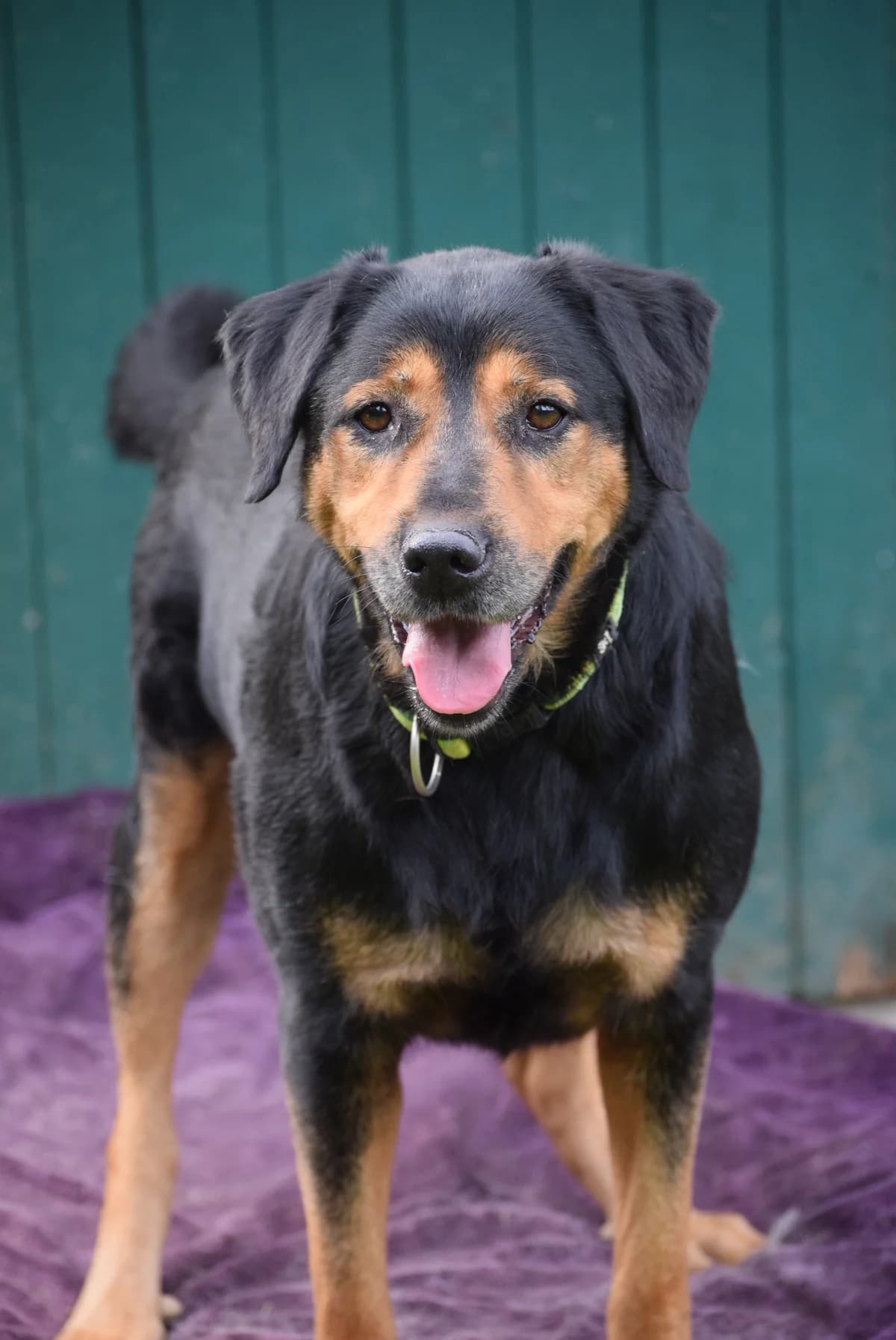 Nilo, male senior Mixed Breed for adoption at Julias Tierheim Ahaus