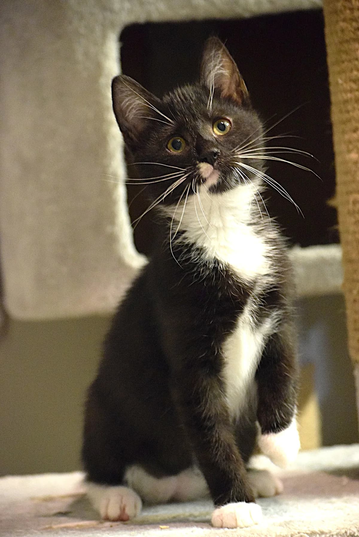 Pelle, male senior Mixed Breed for adoption at Julias Tierheim Ahaus