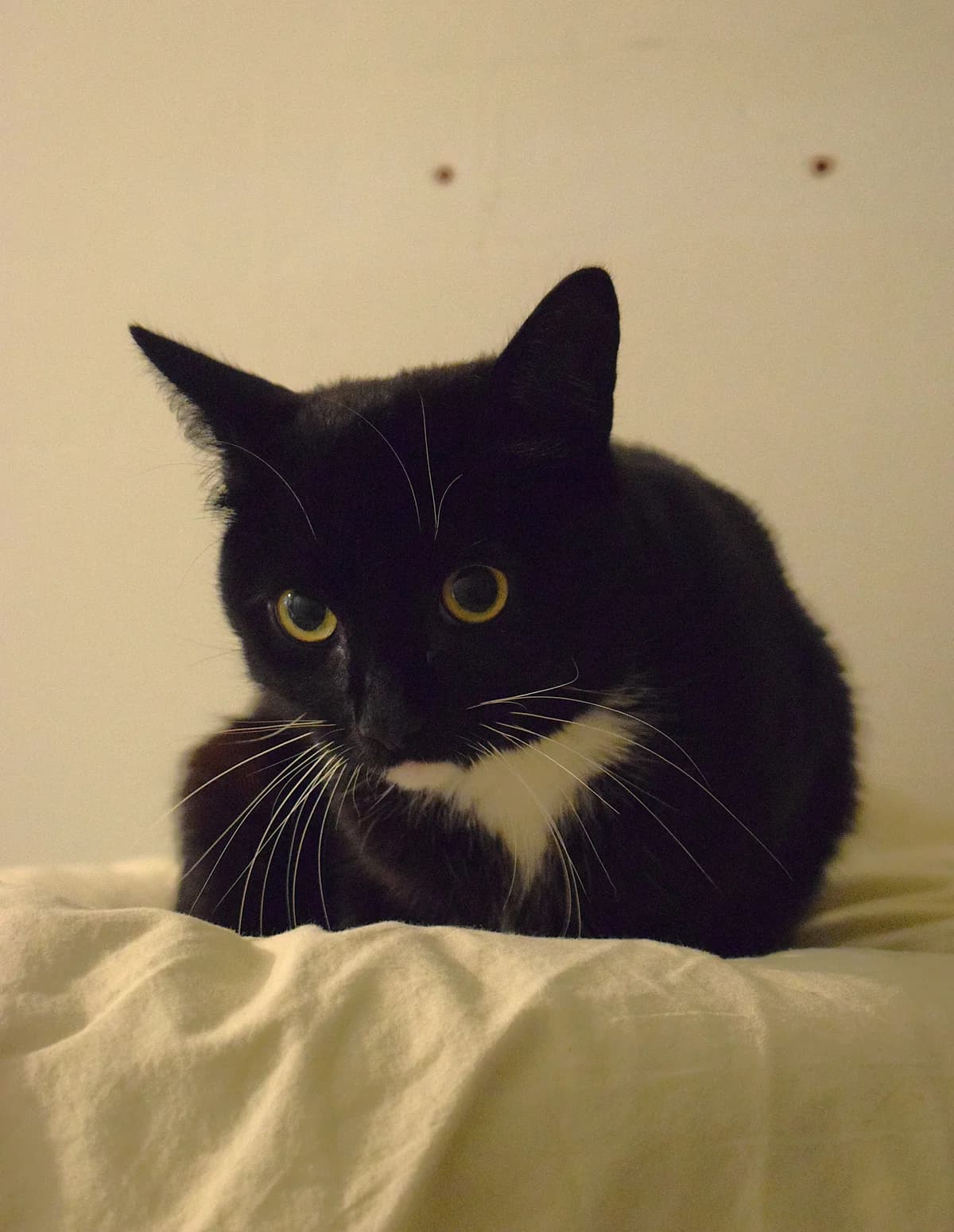 Pepe, male senior Mixed Breed for adoption at Julias Tierheim Ahaus