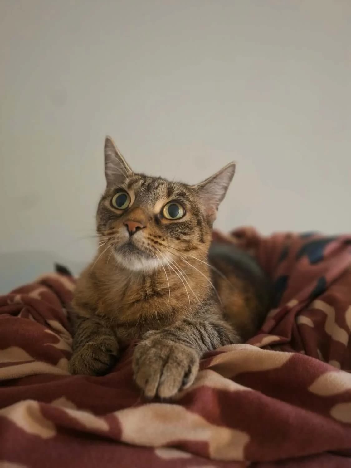 Pfeffi, female senior Mixed Breed for adoption at Julias Tierheim Ahaus