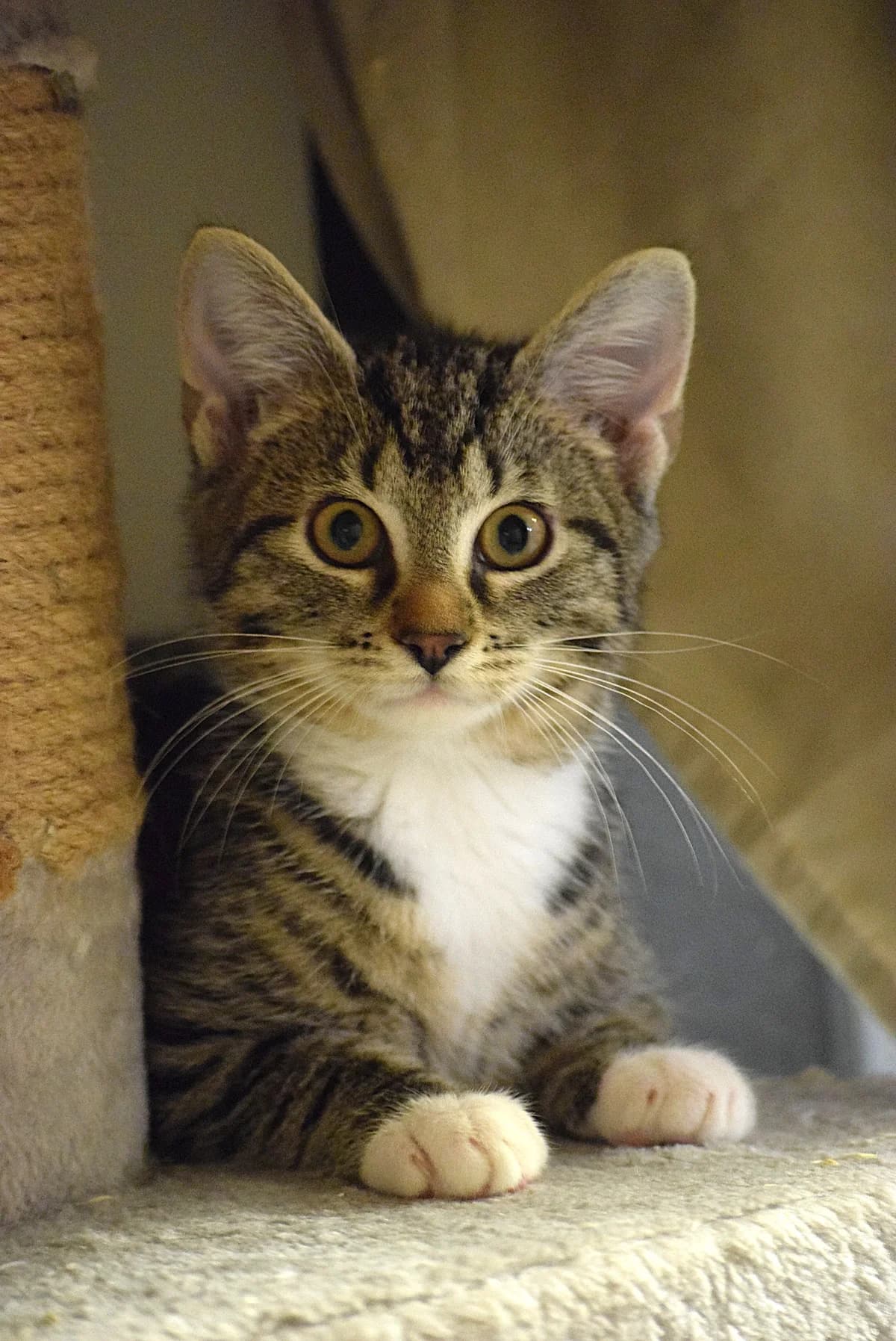 Piet, male senior Mixed Breed for adoption at Julias Tierheim Ahaus