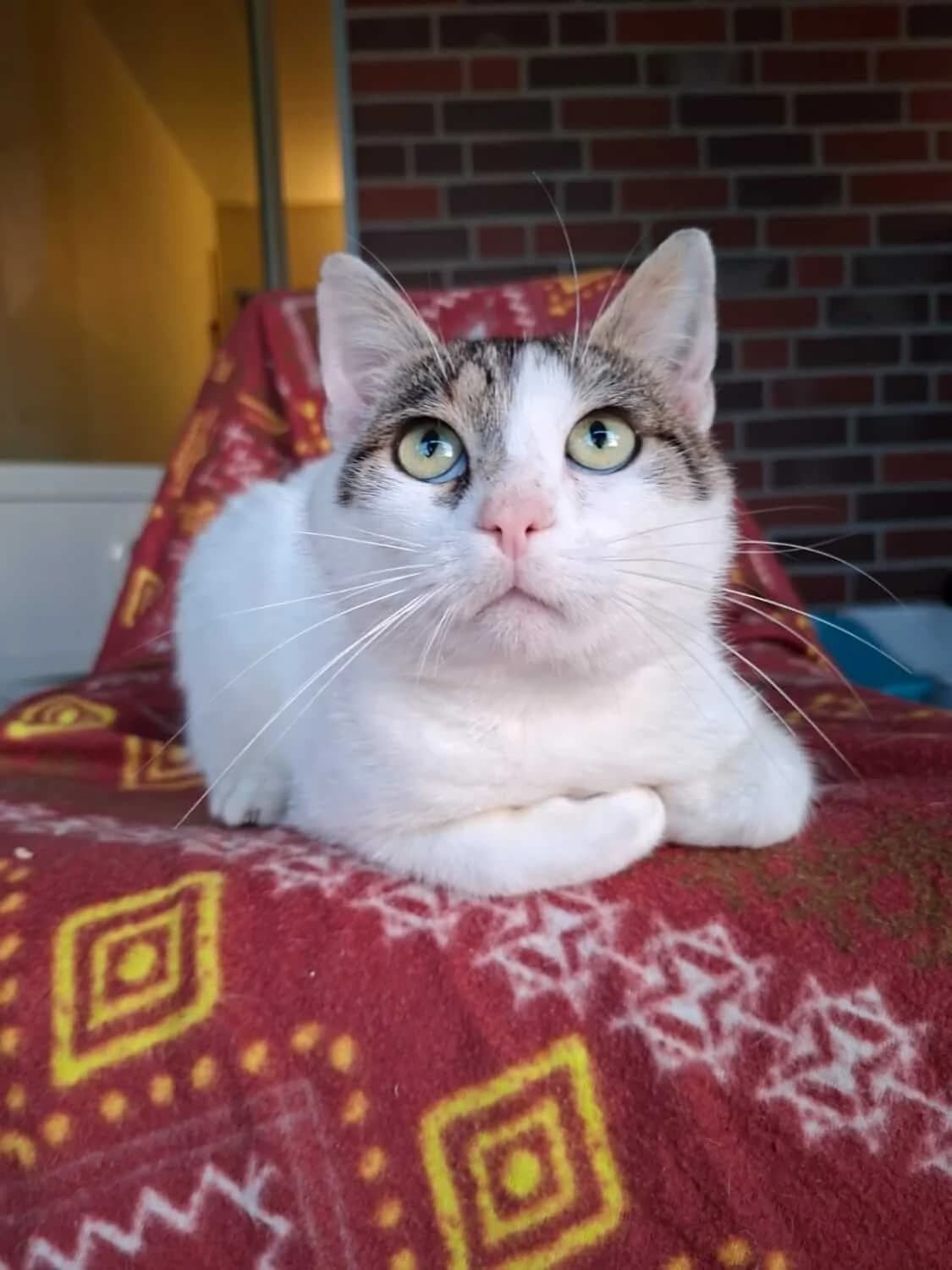 Piet – Handicap Kater, male senior Mixed Breed for adoption at Julias Tierheim Ahaus
