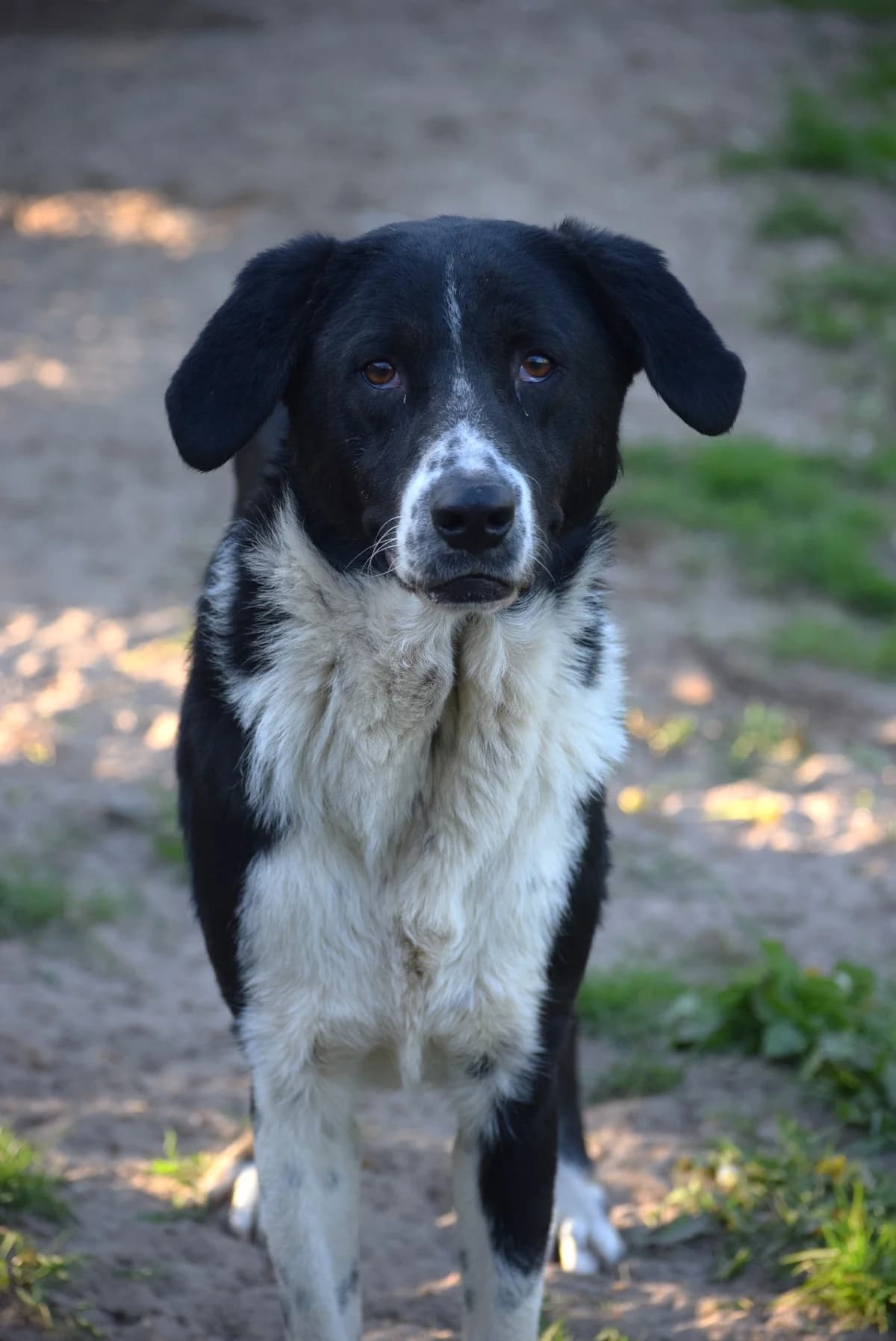 Piko, male senior Mixed Breed for adoption at Julias Tierheim Ahaus