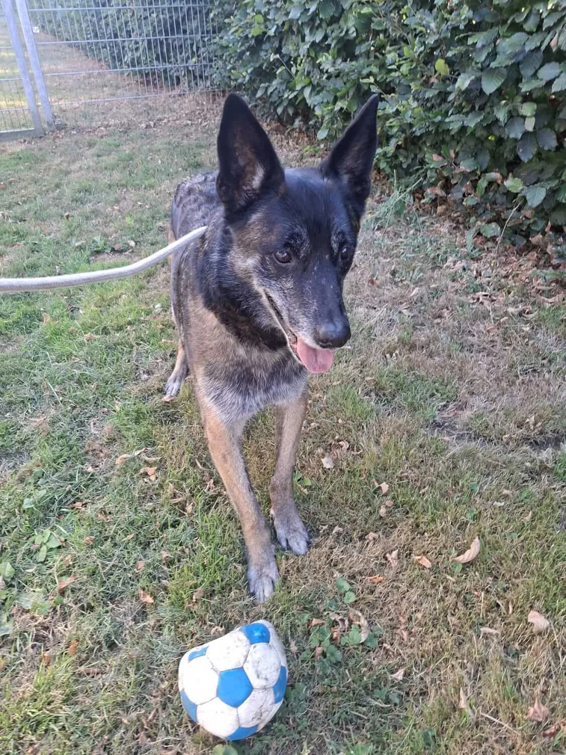 Rocket, male senior Mixed Breed for adoption at Julias Tierheim Ahaus