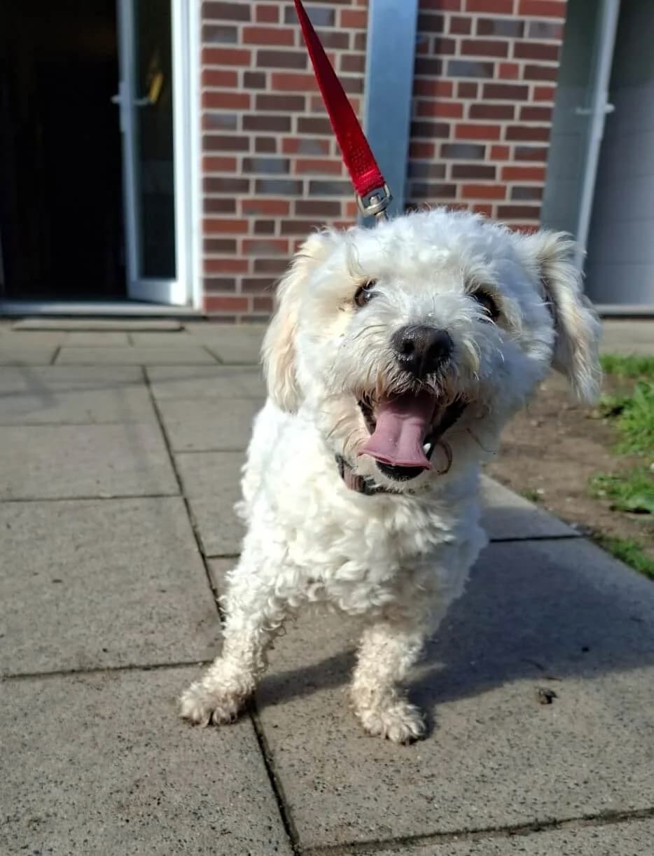 Romeo, male senior Mixed Breed for adoption at Julias Tierheim Ahaus