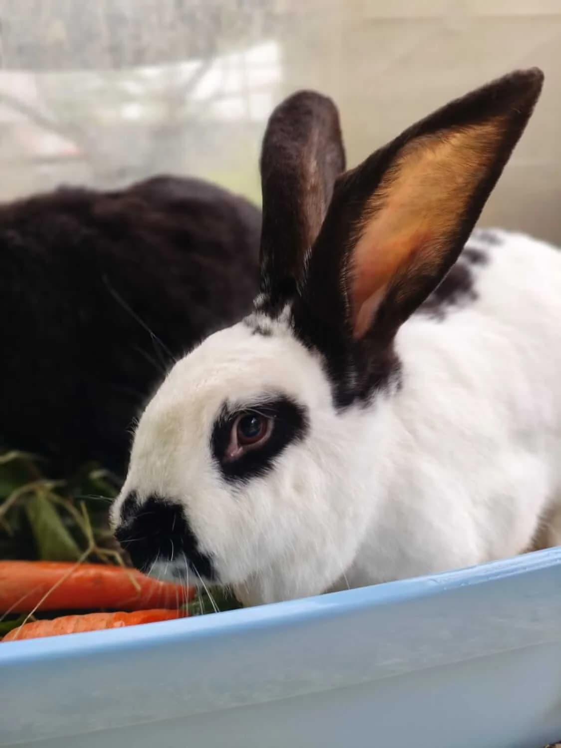 Schneewittchen, female senior Mixed Breed for adoption at Julias Tierheim Ahaus