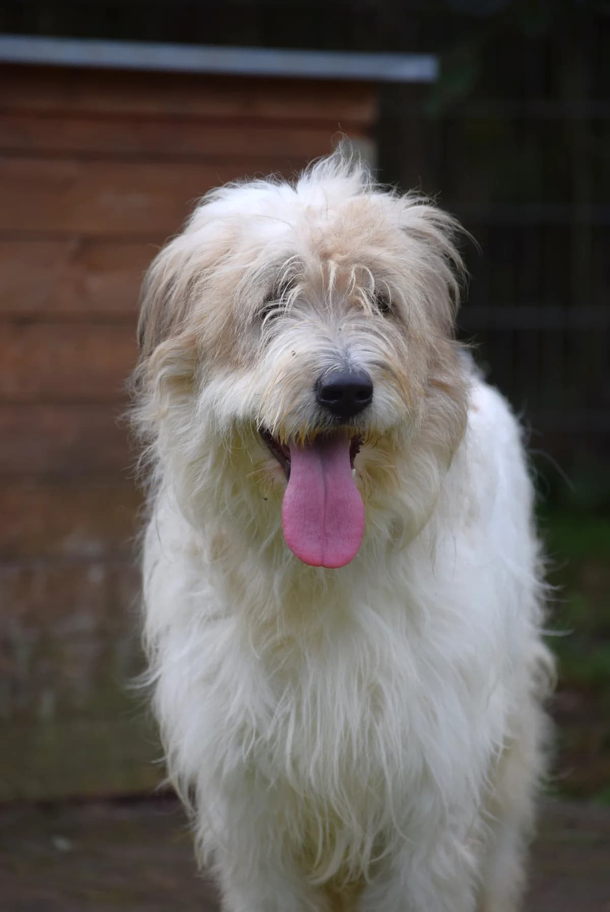 Schnucki, female senior Mixed Breed for adoption at Julias Tierheim Ahaus