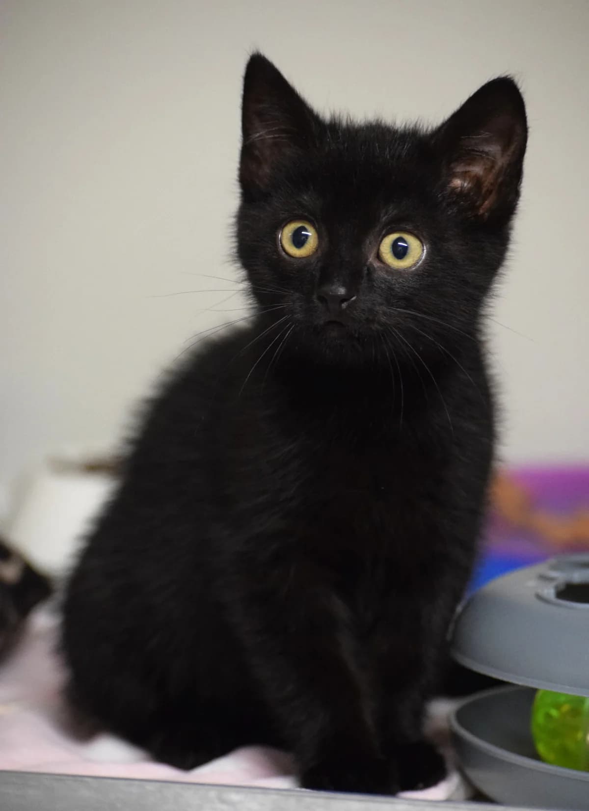 Seraphina – Handicap Kätzchen, female Mixed Breed for adoption at Julias Tierheim Ahaus