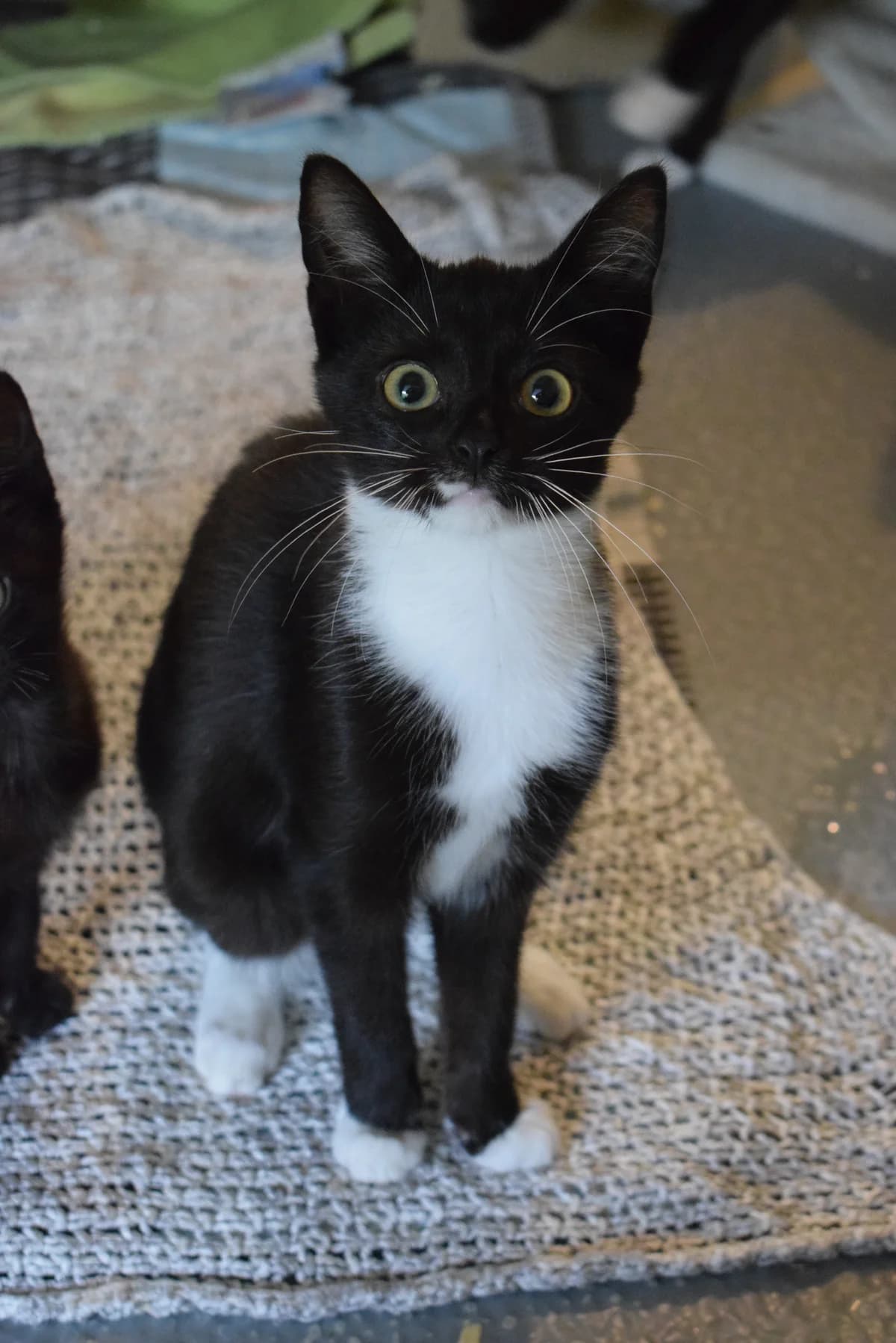 Sonata, female senior Mixed Breed for adoption at Julias Tierheim Ahaus