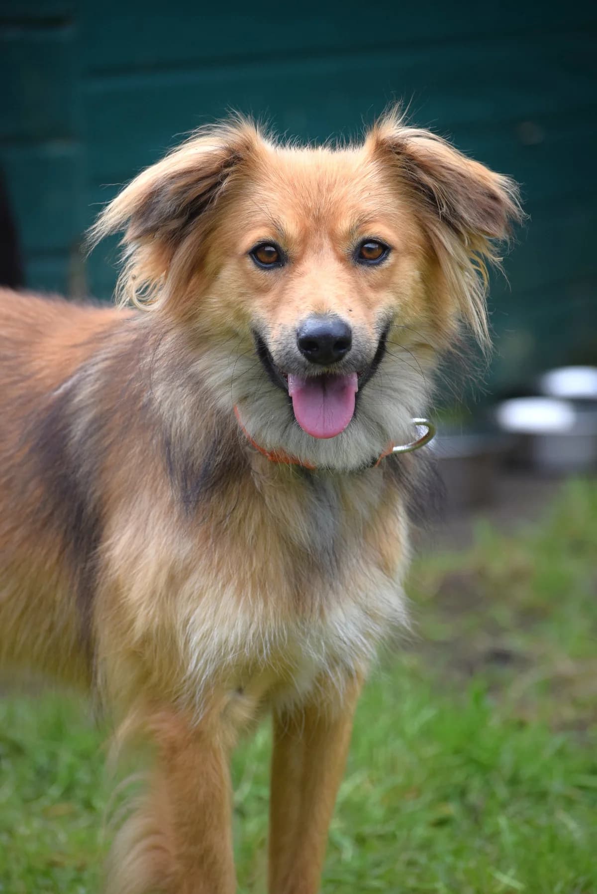 Susi, female senior Mixed Breed for adoption at Julias Tierheim Ahaus