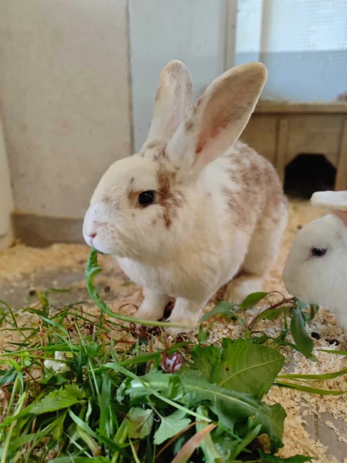 Tabaluga, male Mixed Breed for adoption at Julias Tierheim Ahaus
