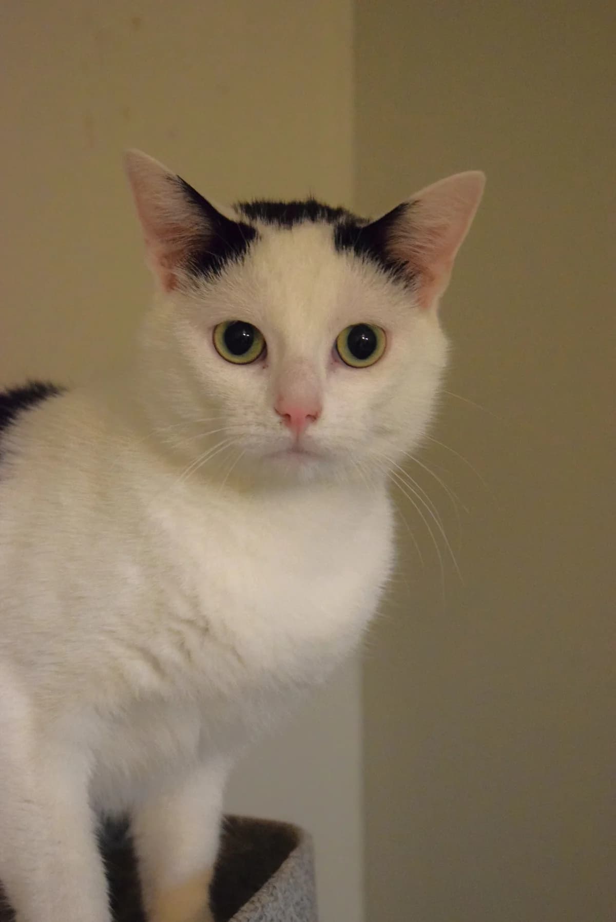 Veto, male senior Mixed Breed for adoption at Julias Tierheim Ahaus