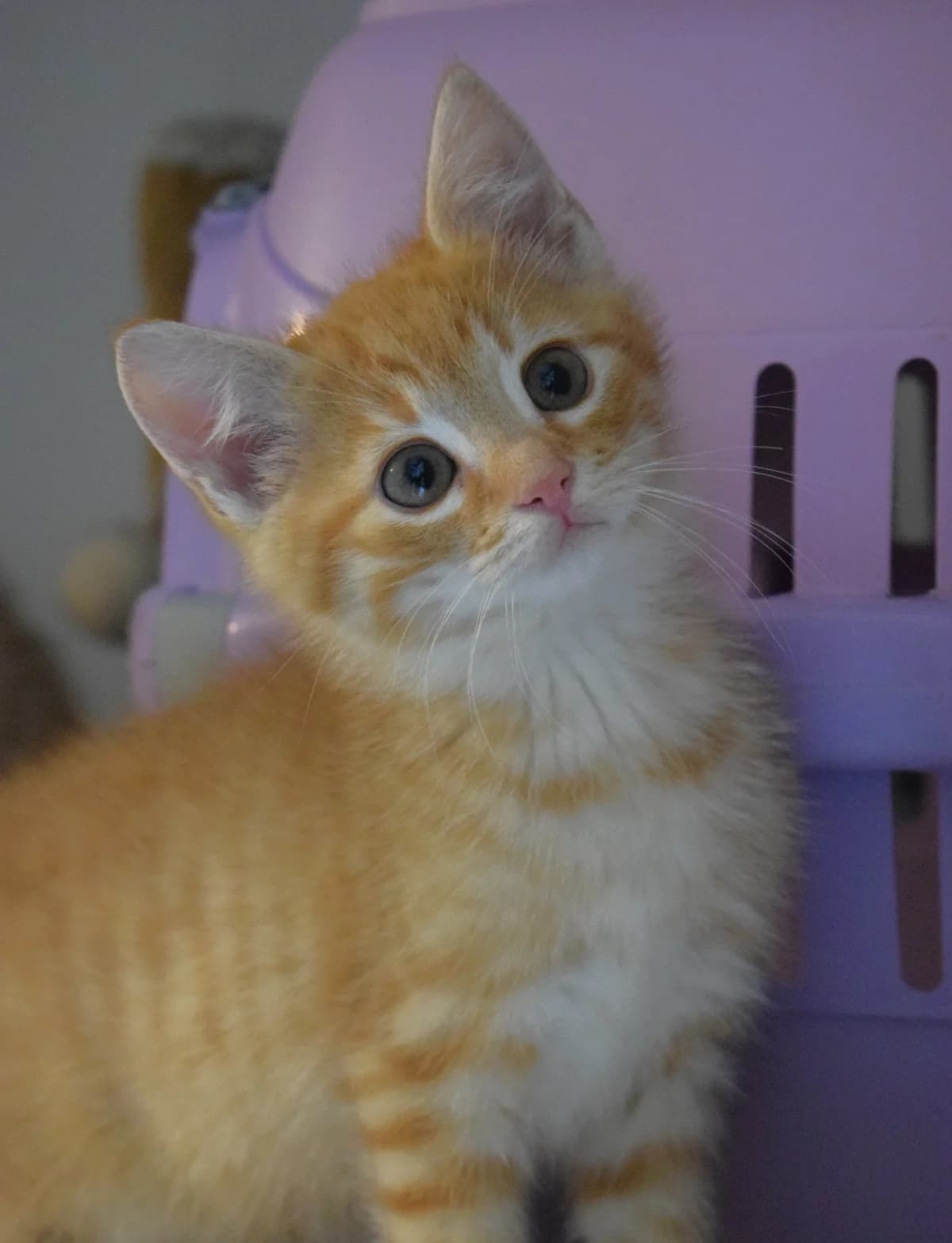Vincent & Victor, male Mixed Breed for adoption at Julias Tierheim Ahaus