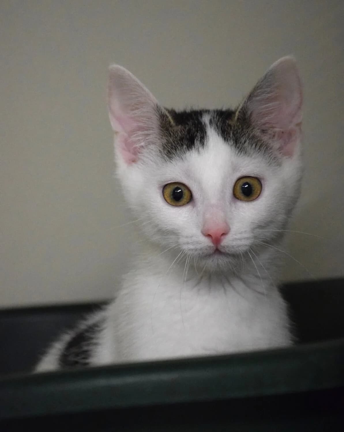 Weeda, female Mixed Breed for adoption at Julias Tierheim Ahaus