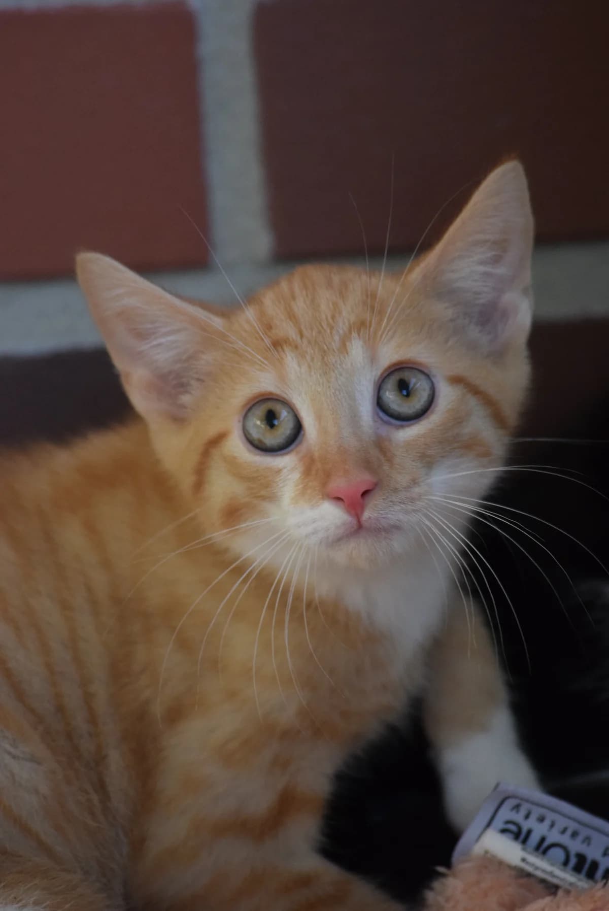 Wilson, male Mixed Breed for adoption at Julias Tierheim Ahaus